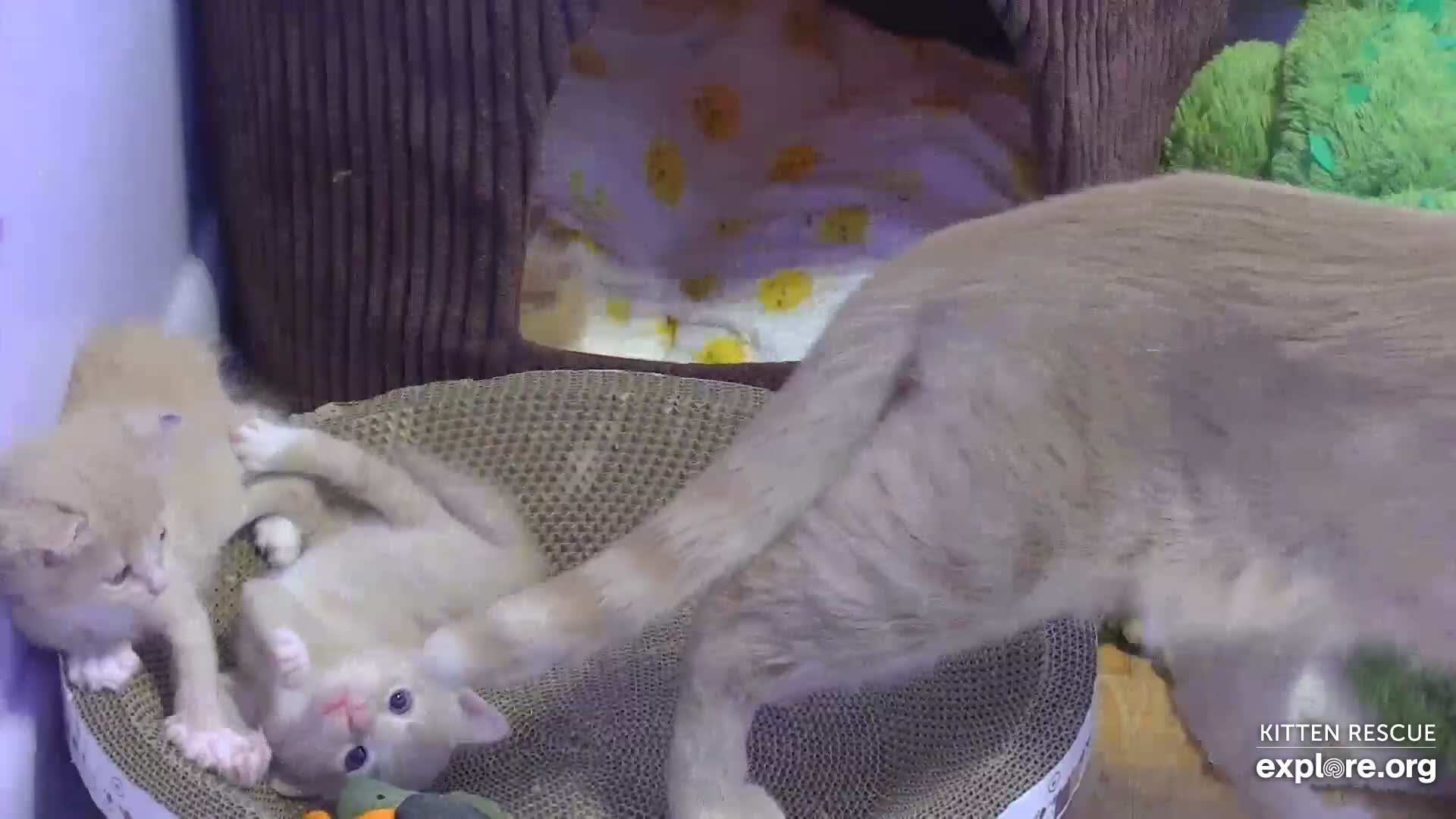 camkitty omegle  Kitten Rescue Cam - live video, pictures of cute kittens | Explore