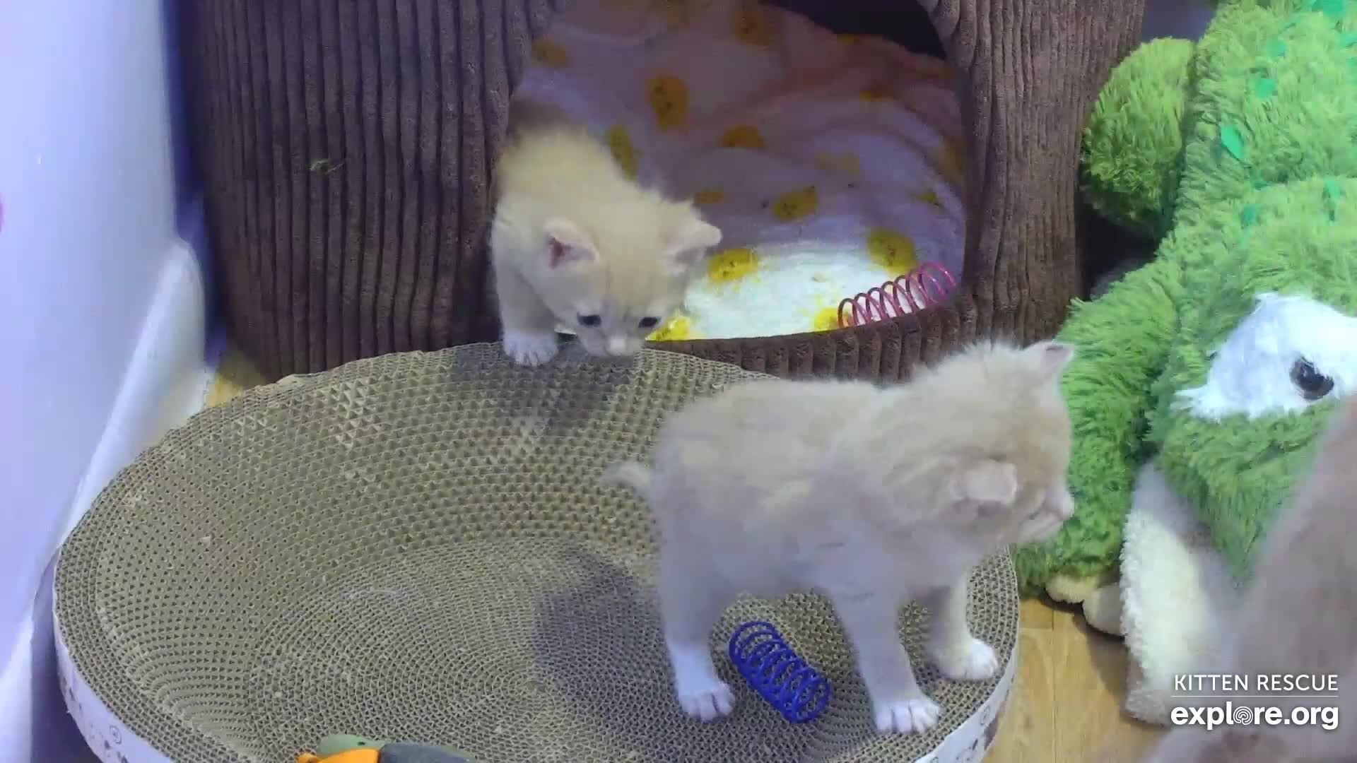 camkitty omegle  Kitten Rescue Cam - live video, pictures of cute kittens | Explore