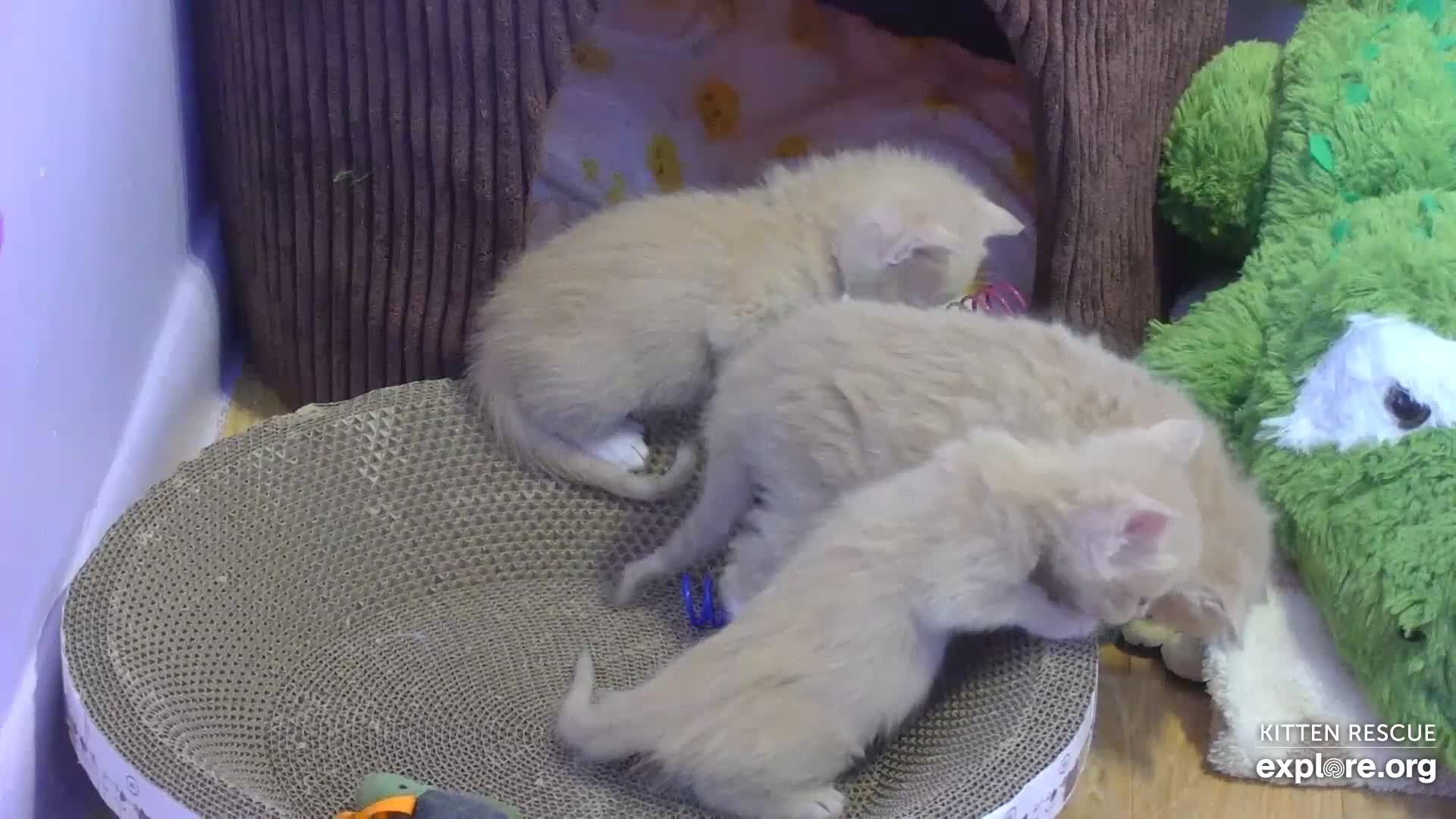 camkitty omegle  Kitten Rescue Cam - live video, pictures of cute kittens | Explore