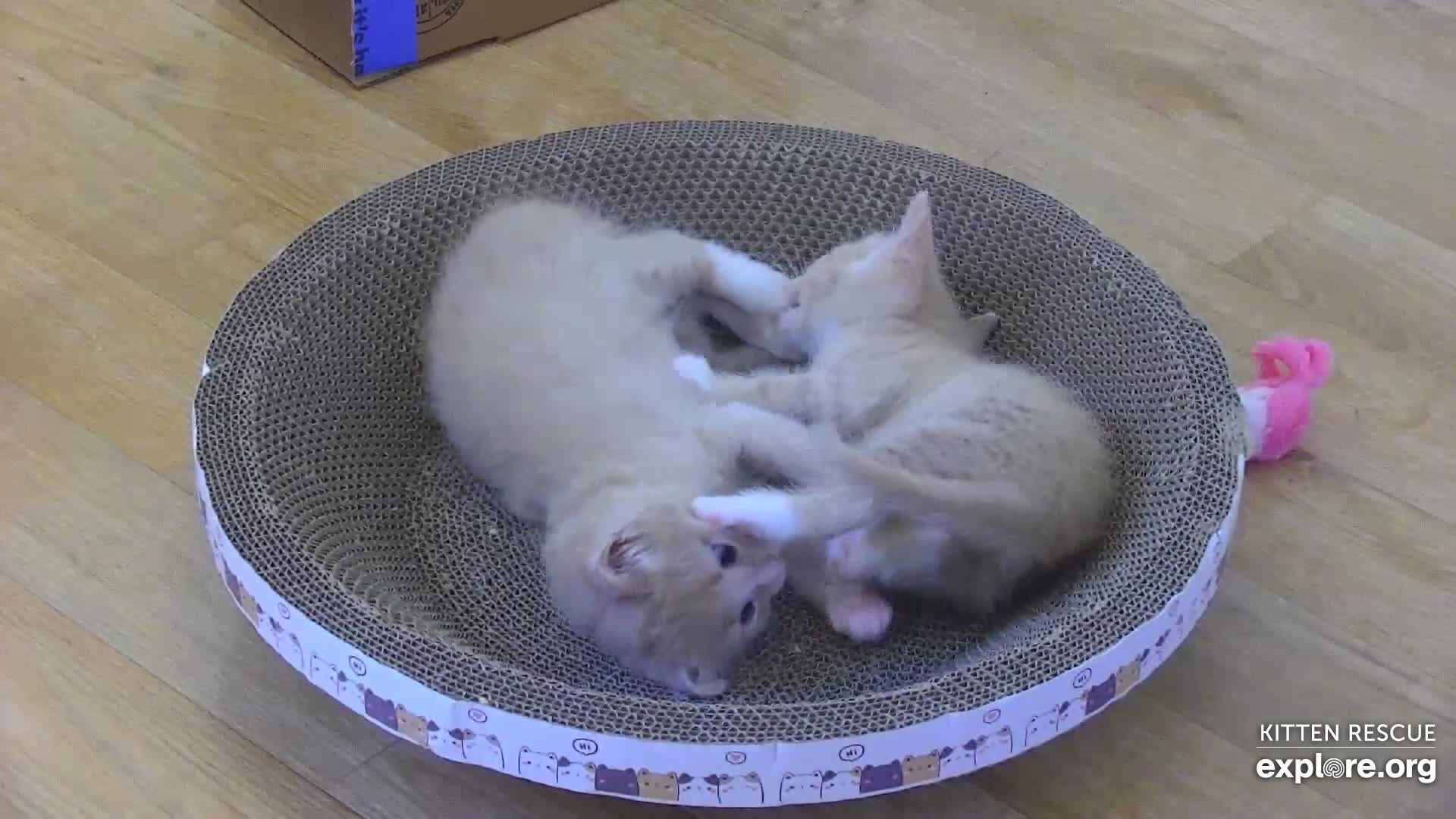 camkittys.co %  