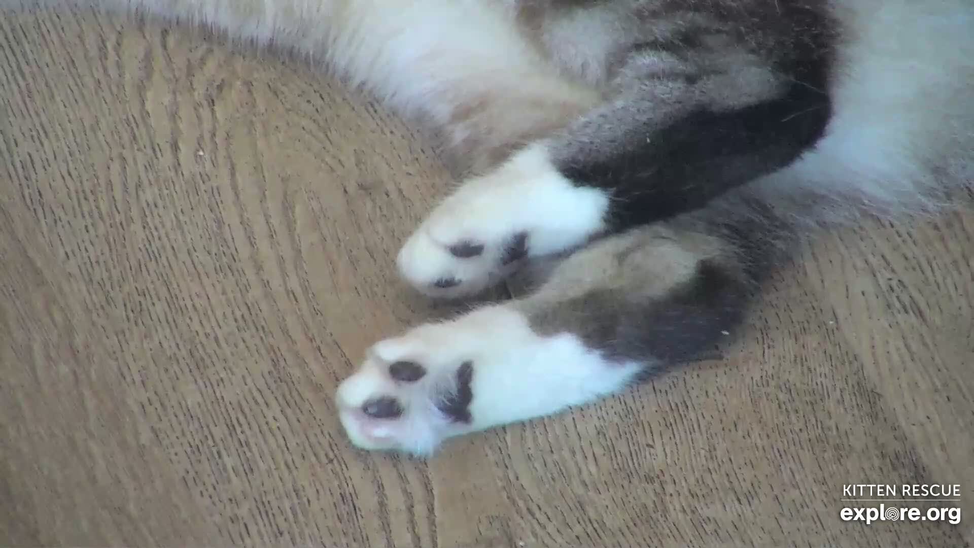 Camkittys 22 Kitten Rescue Cam - live video, pictures of cute kittens | Explore