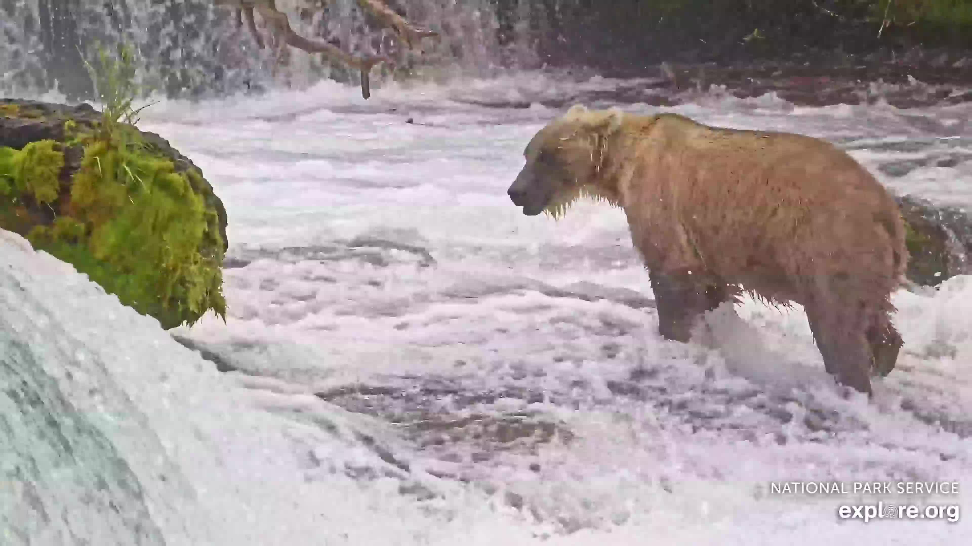Explore.org Brooks Falls Brown Bears Snapshot taken by Losangeles_go | Explore.org