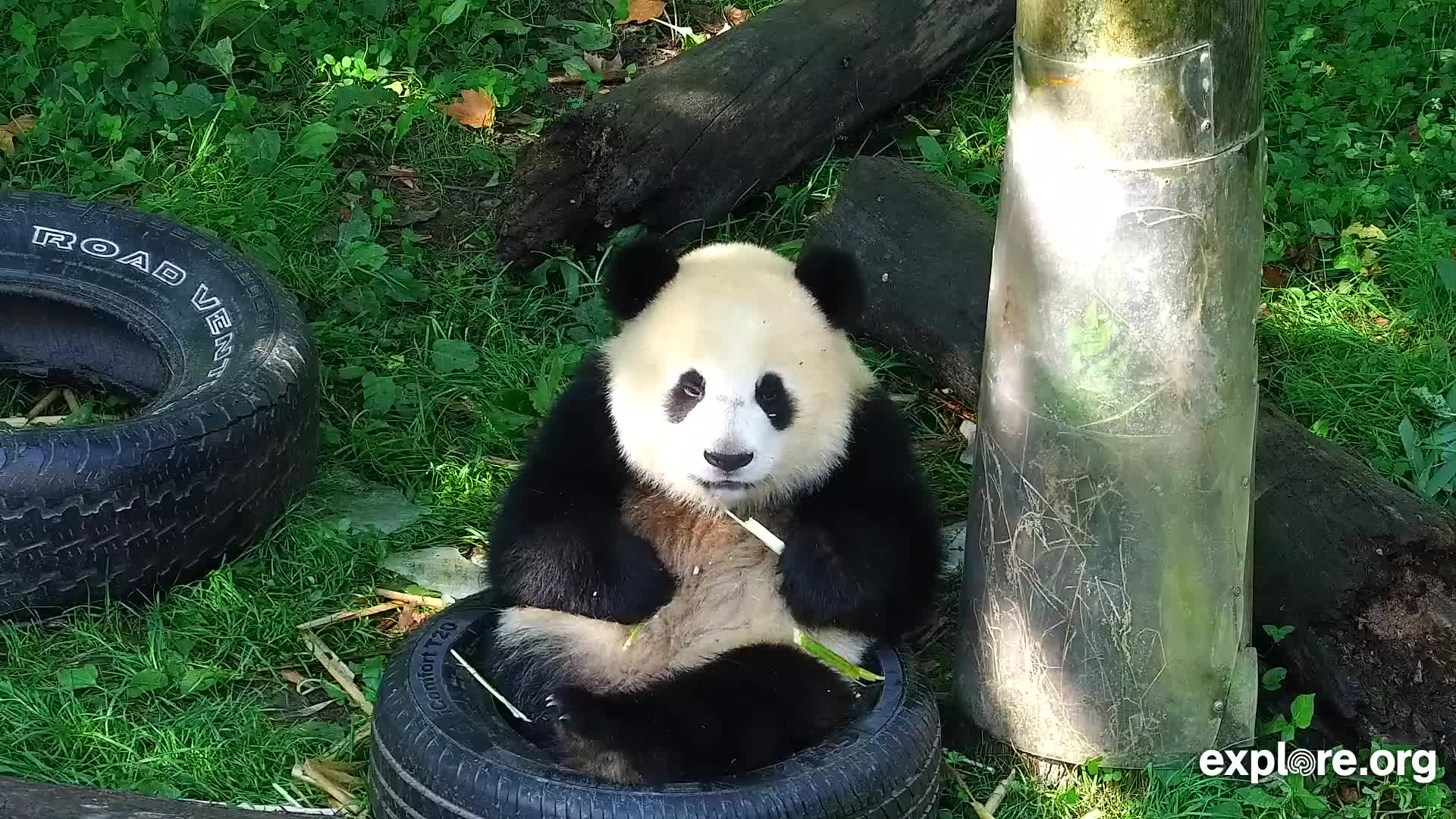 Giant Panda Cam - live stream from China | Explore.org