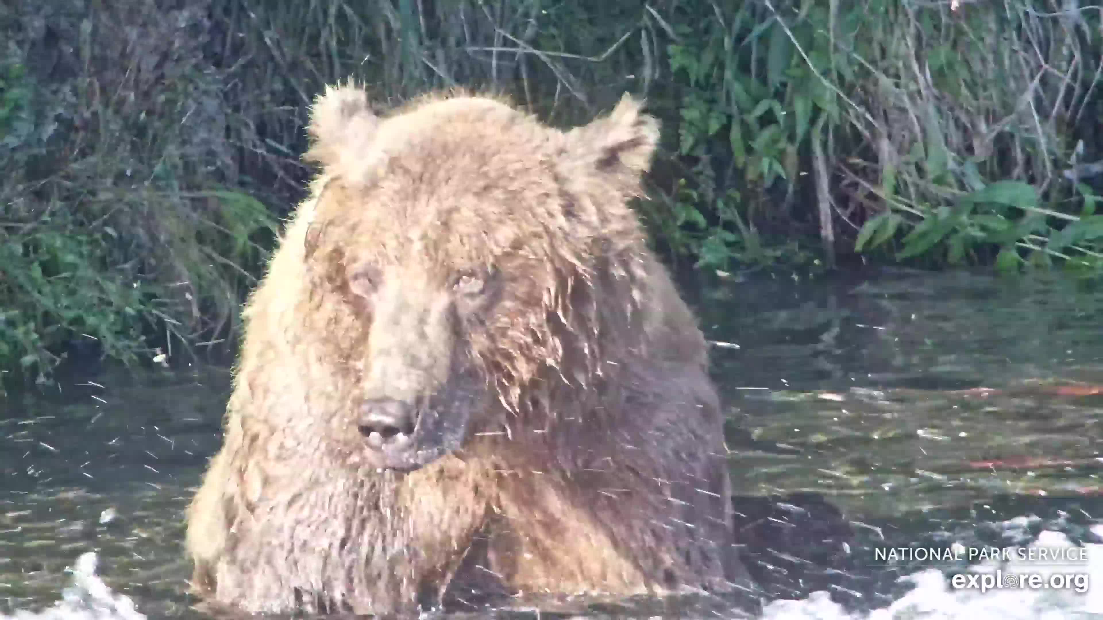 Explore.org Brooks Falls Brown Bears Snapshot taken by Losangeles_go | Explore.org