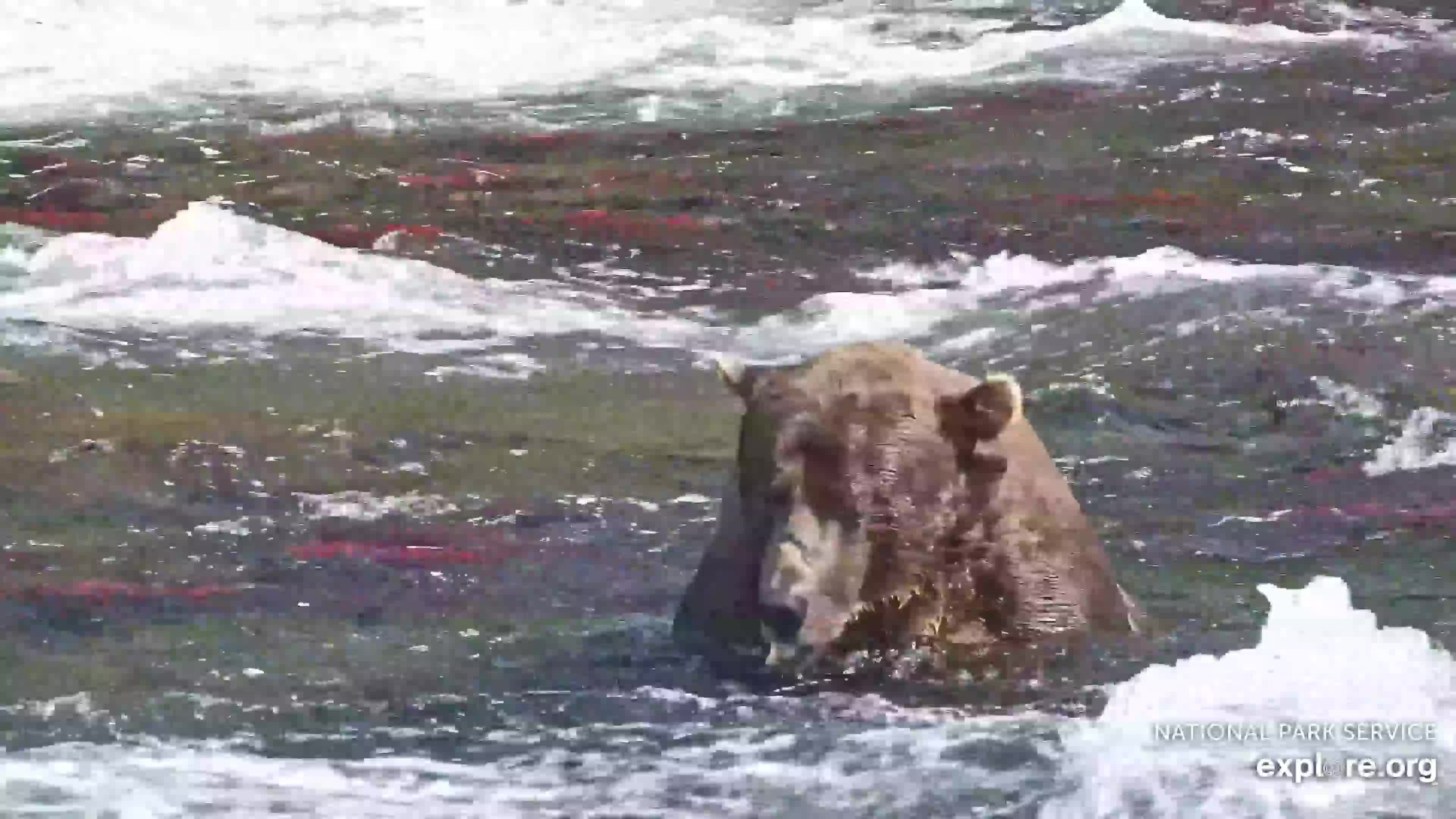 Explore.org Brooks Falls Brown Bears Snapshot taken by yabadaba | Explore.org