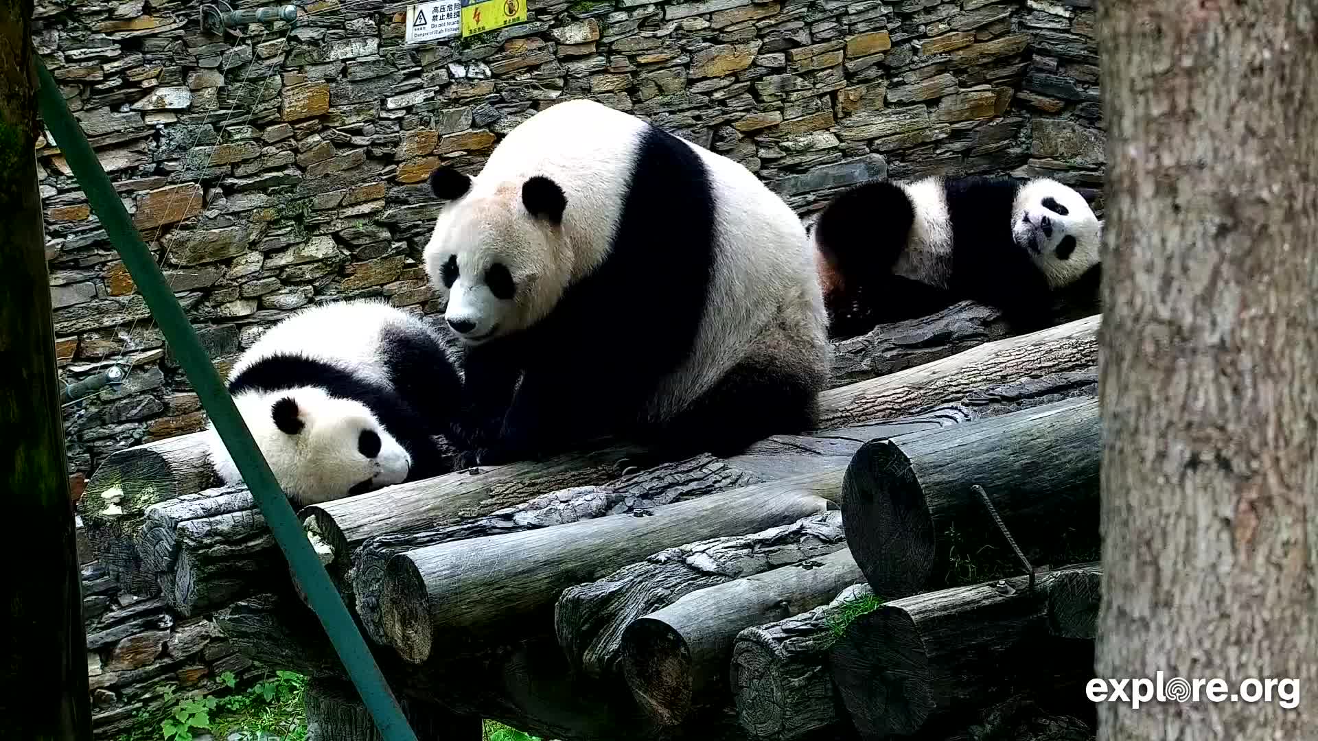 Gengda Valley Panda Cam - Giant Pandas in China | Explore.org
